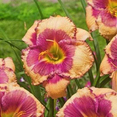 Hemerocallis 'Hello Screamer'